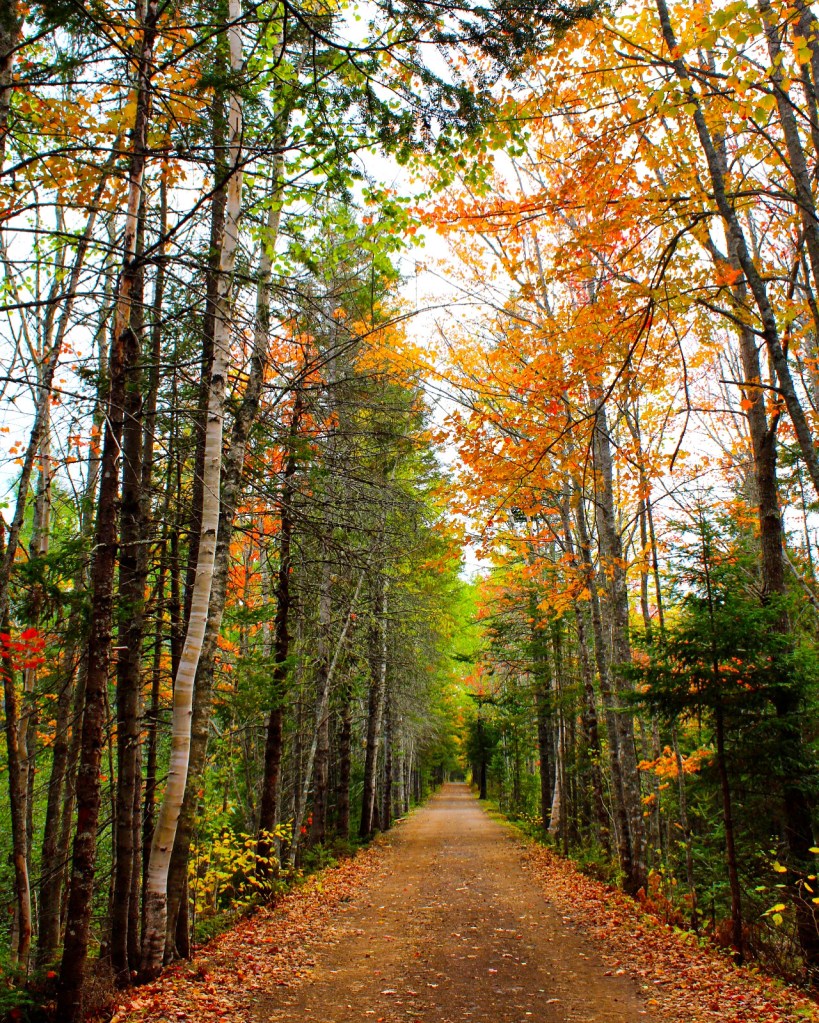 A fall day in the forest in Canada