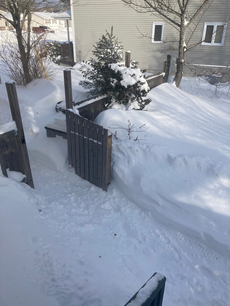 Tunnels of snow dug in our backyard 